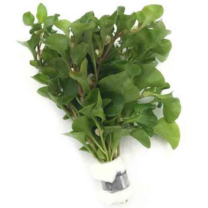 Alternanthera Specie Green for Sale South Africa | RSB Aquatics
