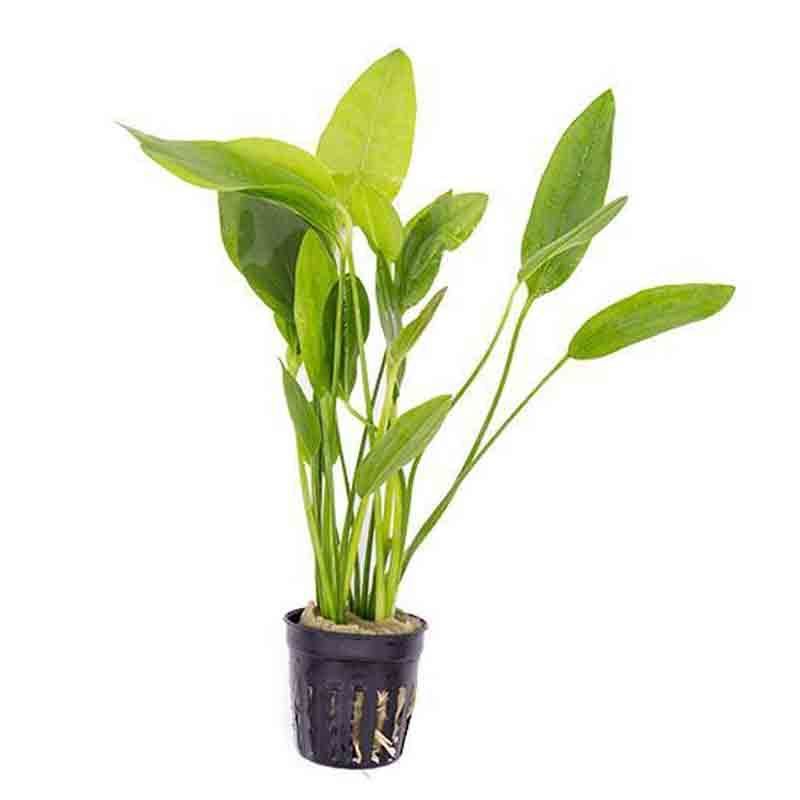 Echinodorus Grandiflorus for Sale South Africa | RSB Aquatics