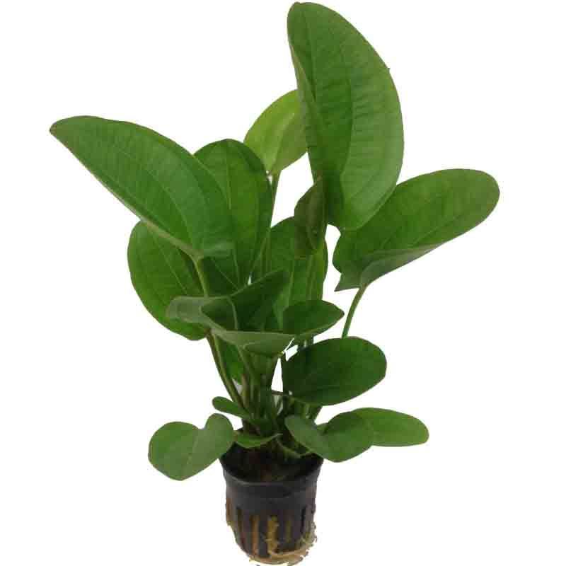 Echinodorus Harbich for Sale South Africa | RSB Aquatics