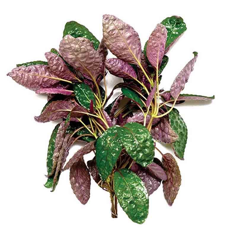 Hemigraphis Colorata (narrow Leaf) for Sale South Africa | RSB Aquatics