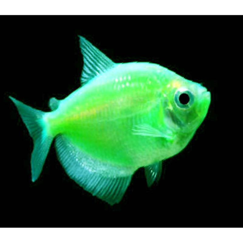 Gmo Widows Assorted for Sale South Africa | RSB Aquatics
