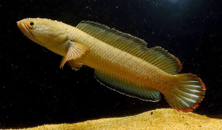 Lau Golden Limbata Dwarf Snakehead