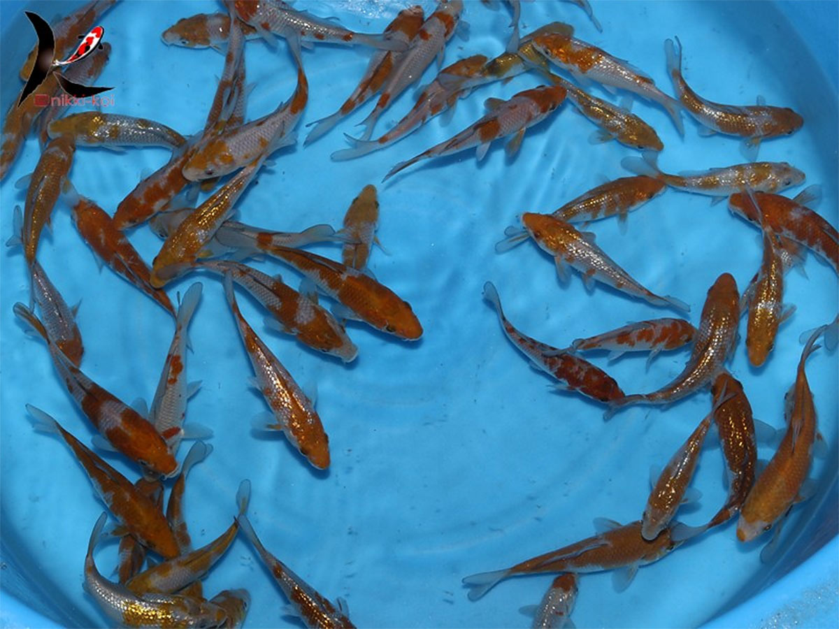 A Grade Koi Show Quality 15 Cm for Sale South Africa | RSB Aquatics