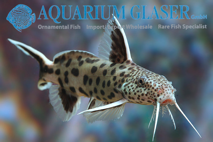 Dwarf Lake Synodontis (synodontis Petricola) for Sale South Africa | RSB Aquatics