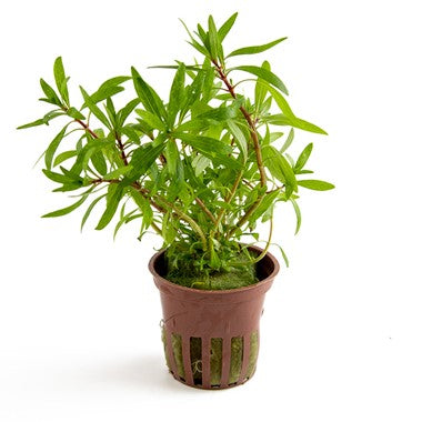 Ludwigia Inclinata (kuba) for Sale South Africa | RSB Aquatics