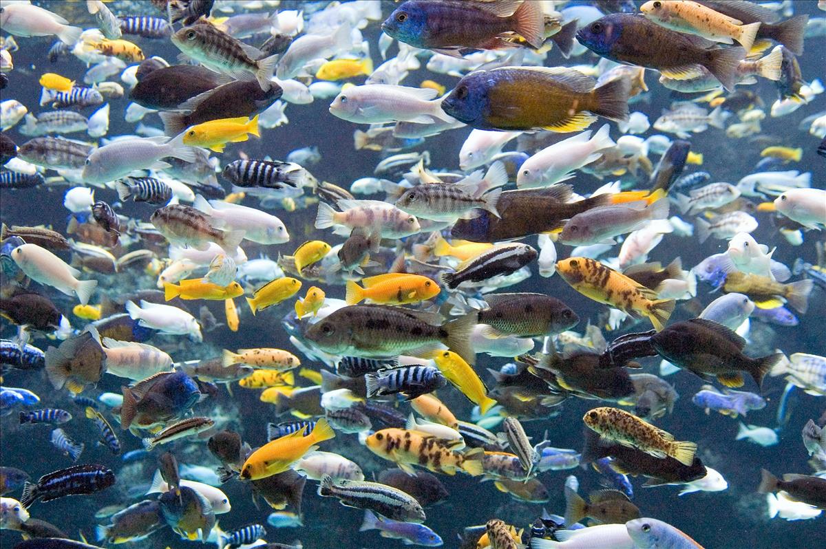 Mbuna Malawies Assorted Mix for Sale South Africa | RSB Aquatics