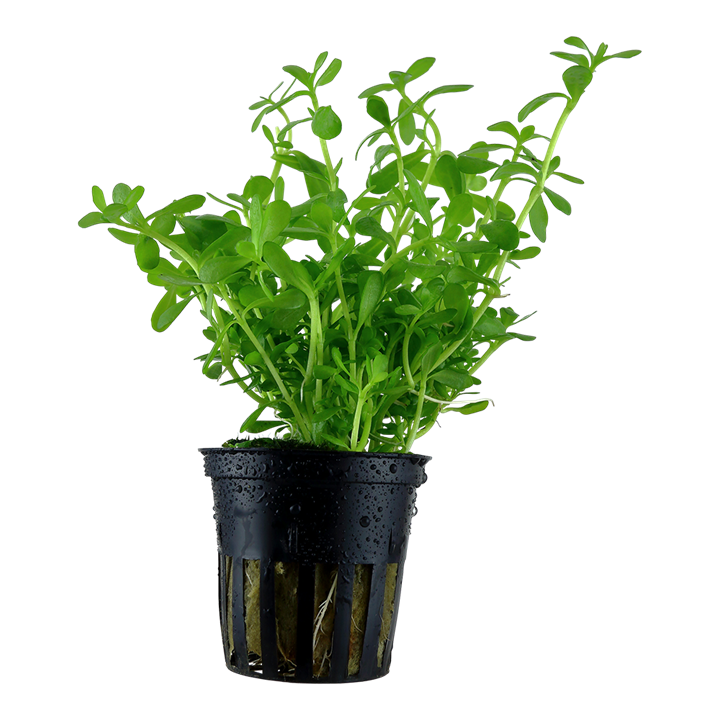 Bacopa Monnieri for Sale South Africa | RSB Aquatics