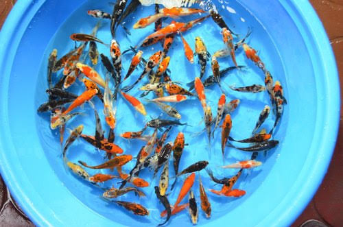 ASSORTED IMPORT JAPANESE KOI