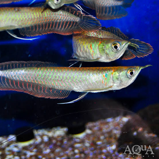A Grade Silver Arowana for Sale South Africa | RSB Aquatics