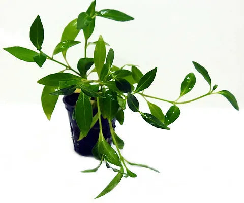 Nomaphila Aquatica for Sale South Africa | RSB Aquatics