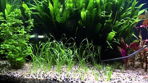 Lilaeopsis Brasiliensis for Sale South Africa | RSB Aquatics