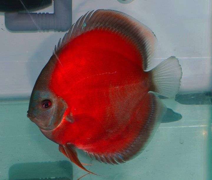 Hand selected Discus