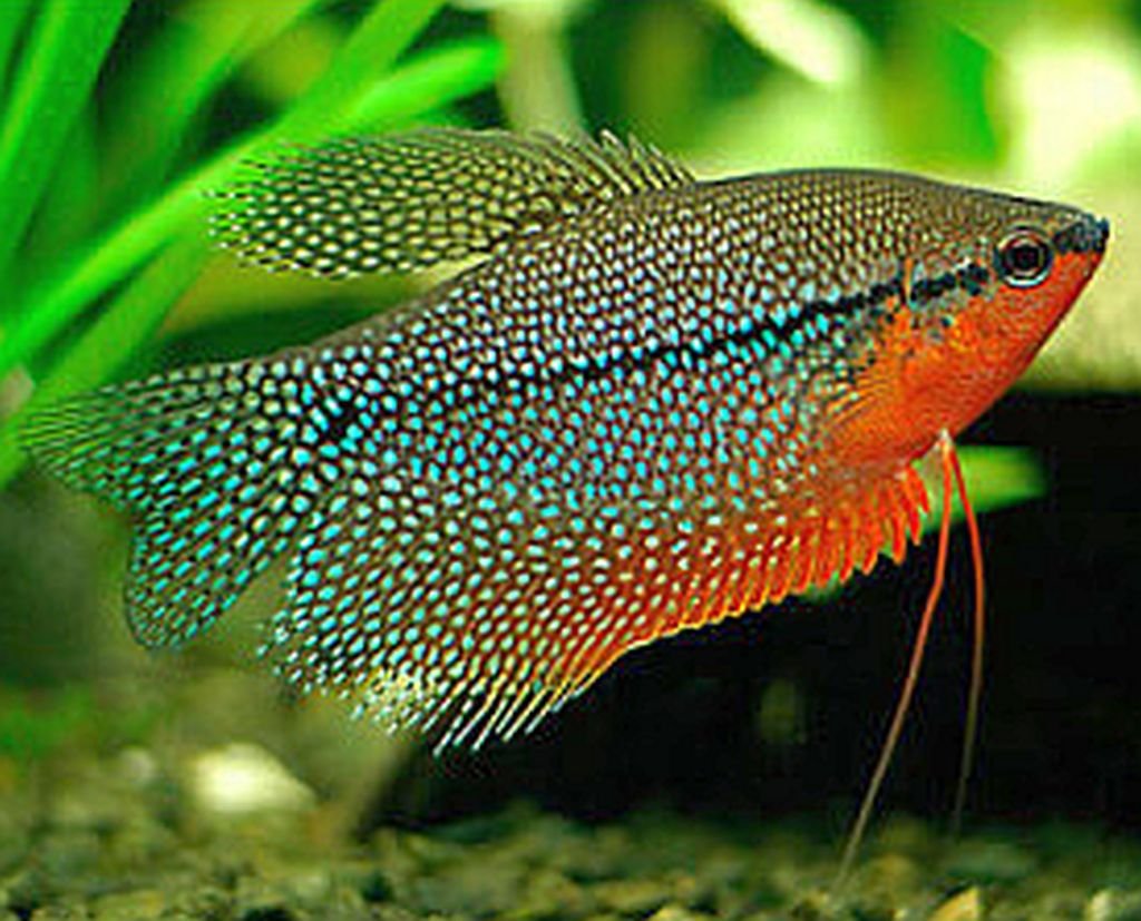 Assorted Gourami Fish for Sale South Africa | RSB Aquatics