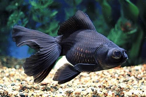 Black Moor Goldfish for Sale South Africa | RSB Aquatics