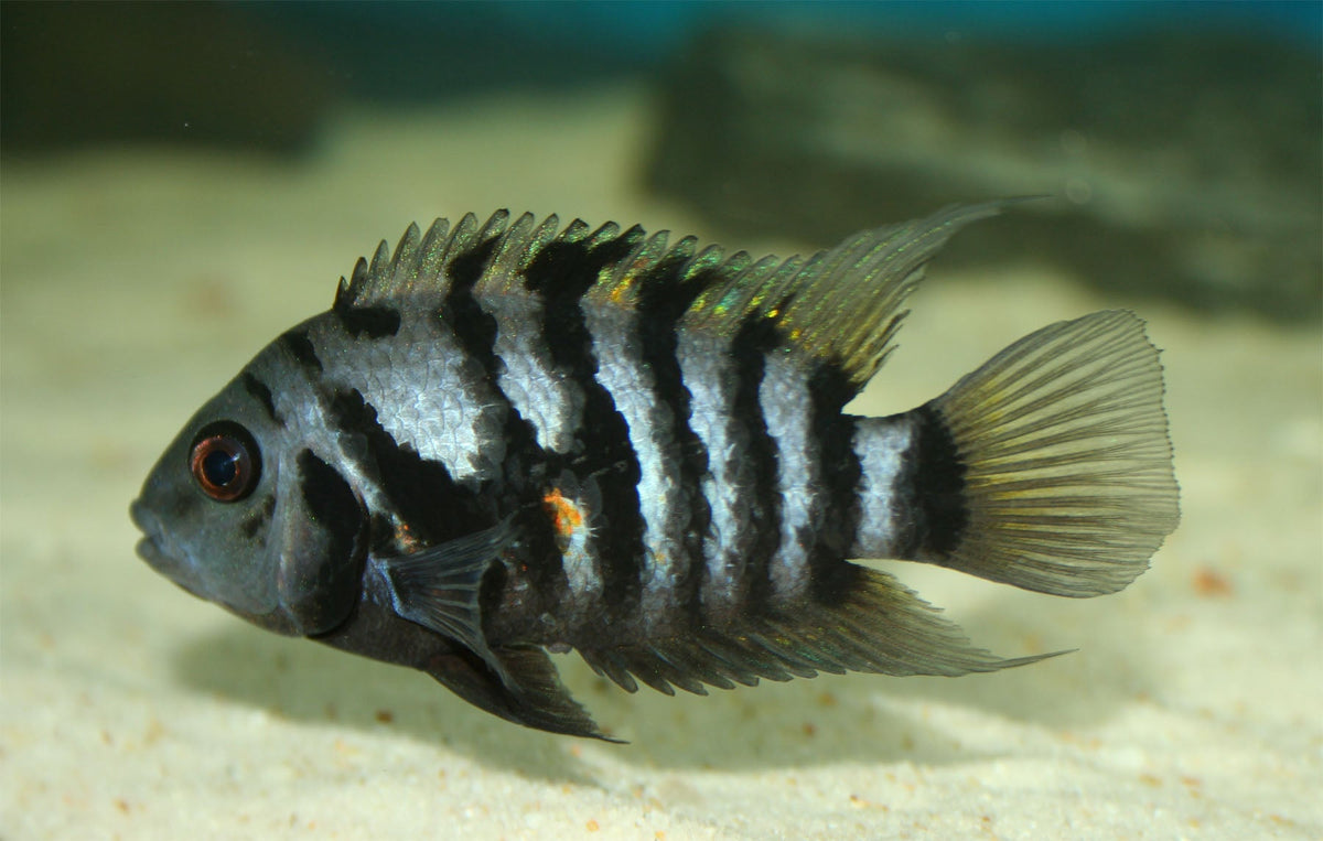 Convicts Assorted for Sale South Africa | RSB Aquatics