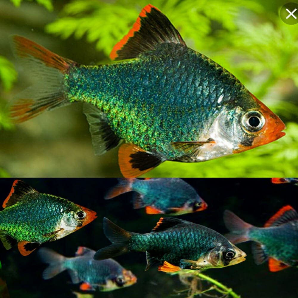 Barbs for Sale South Africa | RSB Aquatics