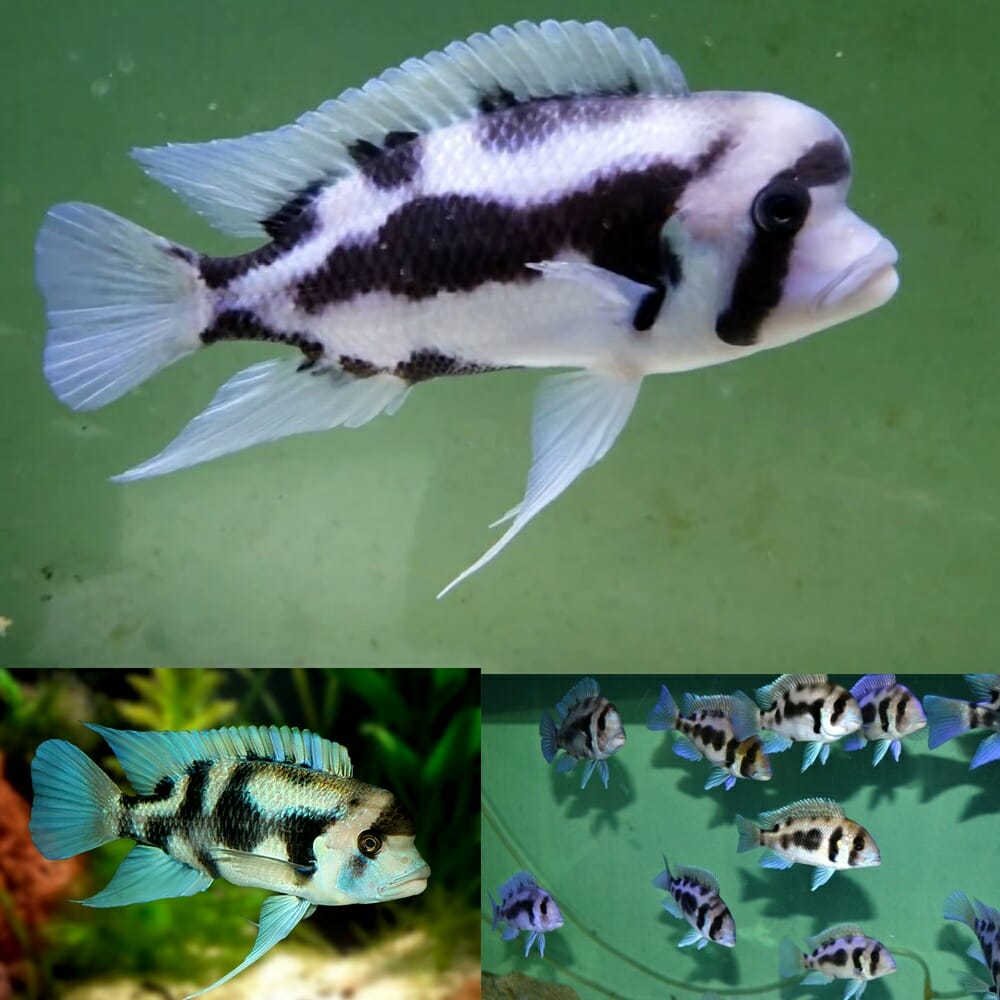 Frontosa assorted