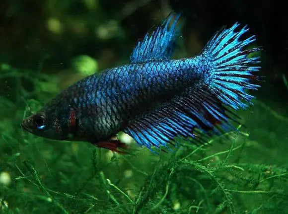 Female Assorted Betta for Sale South Africa | RSB Aquatics