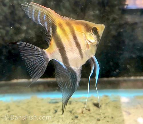 Manacapura Angel Fish for Sale South Africa | RSB Aquatics