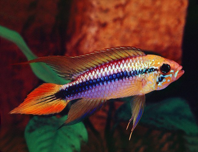 Apistogramma Agazzi assorted