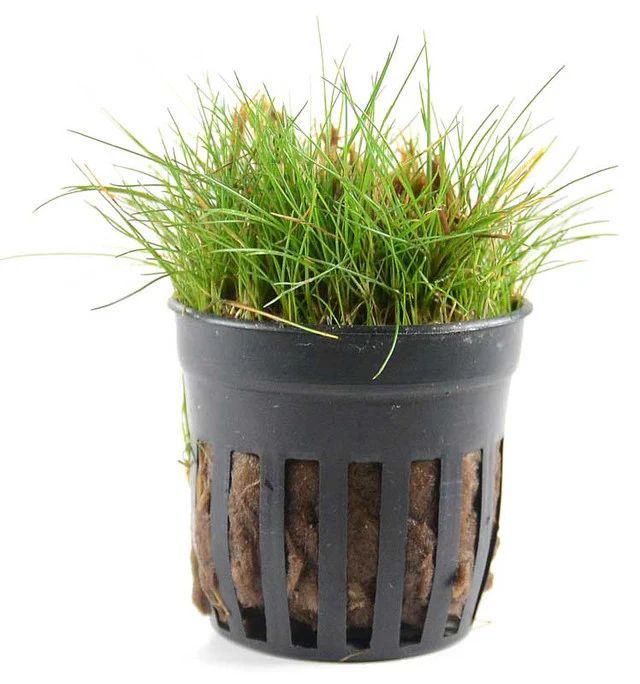 Eleocharis acicularis / Hair Grass