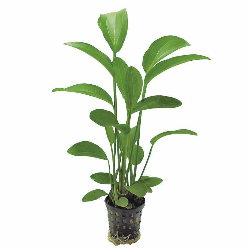 Echinodorus Radicans for Sale South Africa | RSB Aquatics