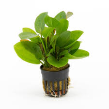Echinodorus harbich/ Dwarf