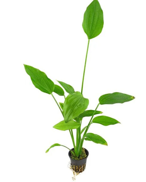Echinodorus palaefolius/ mexican sword