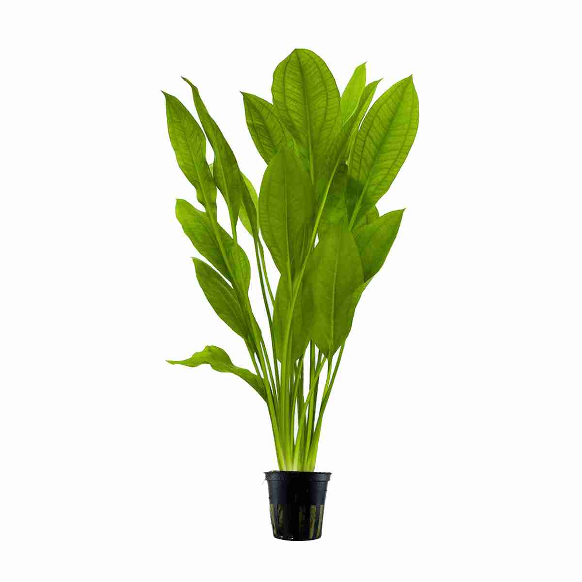 Echinodorus paniculatus
