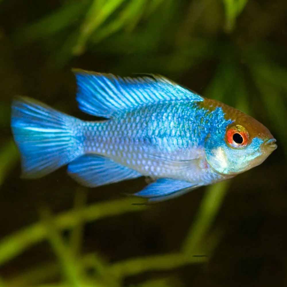 Electric Blue Ramirezi for Sale South Africa | RSB Aquatics