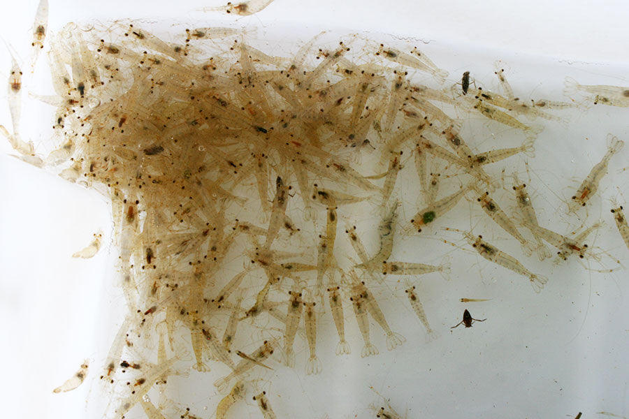 Bag Of Shrimp Feeders for Sale South Africa | RSB Aquatics