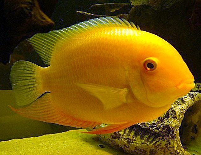 Gold Sevrum for Sale South Africa | RSB Aquatics