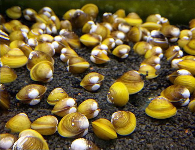 Clams Freshwater Assorted for Sale South Africa | RSB Aquatics