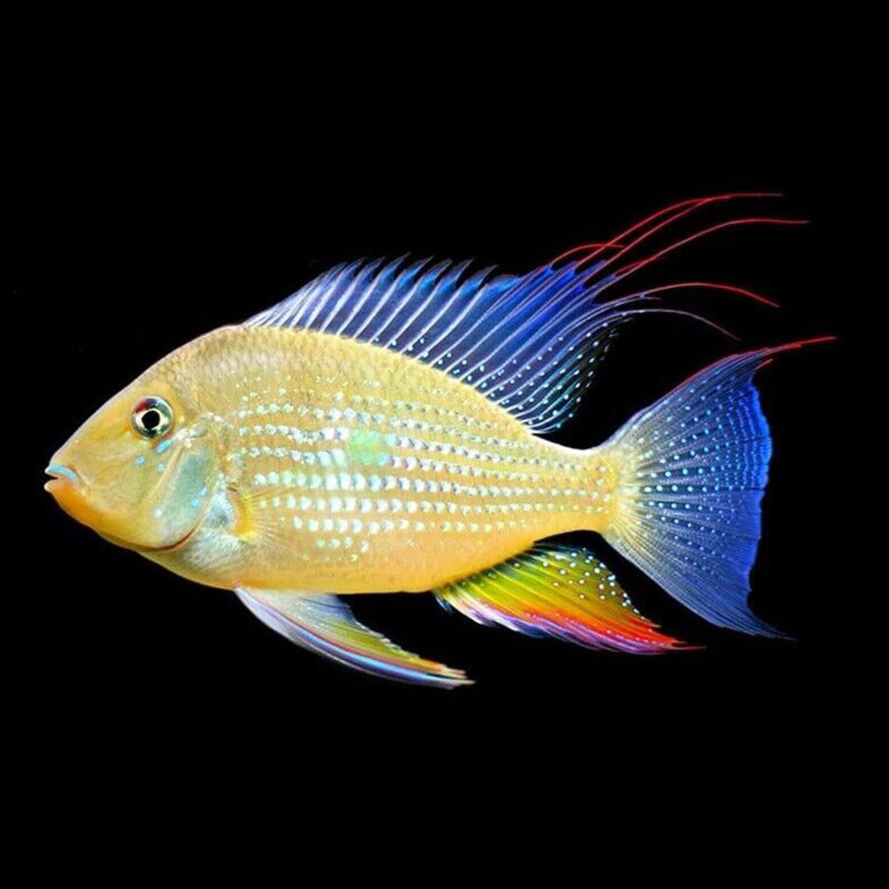 Hecklli Geophagus