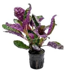 Hemigraphic Colorata / Purple Waffle