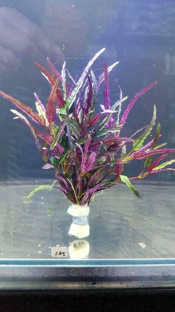 Hemigraphis Repanda for Sale South Africa | RSB Aquatics