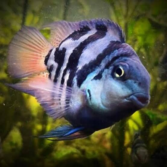Polar Parrot 5 Cm for Sale South Africa | RSB Aquatics