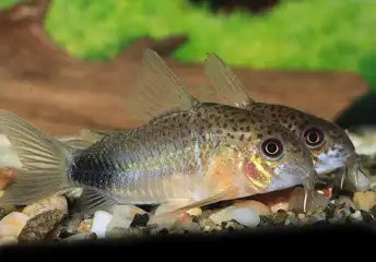 Corydoras Fish