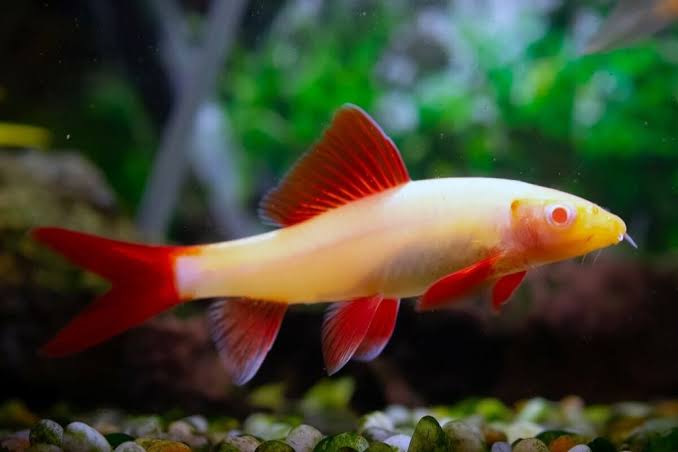 Rainbow Shark for Sale South Africa | RSB Aquatics