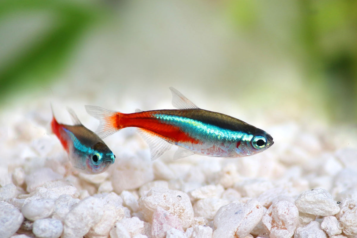 Neons for Sale South Africa | RSB Aquatics