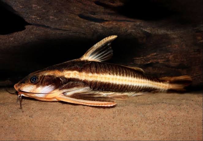Raphael Striped Catfish for Sale South Africa | RSB Aquatics