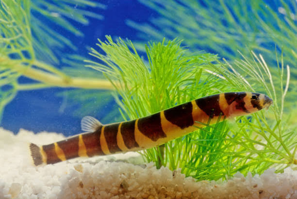 Giant Khuli Loach for Sale South Africa | RSB Aquatics