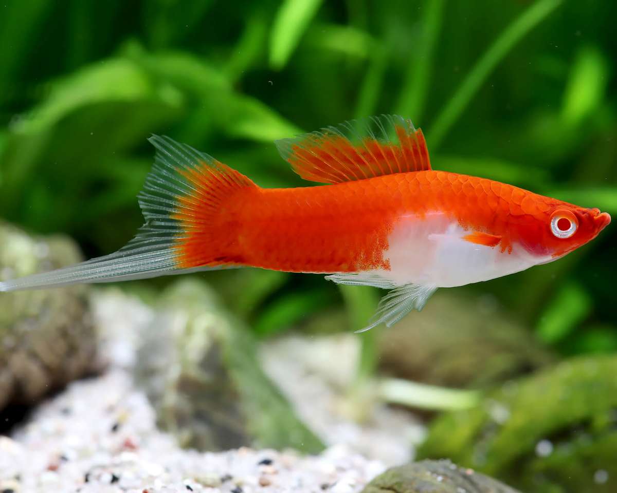 Fancy Swordtail