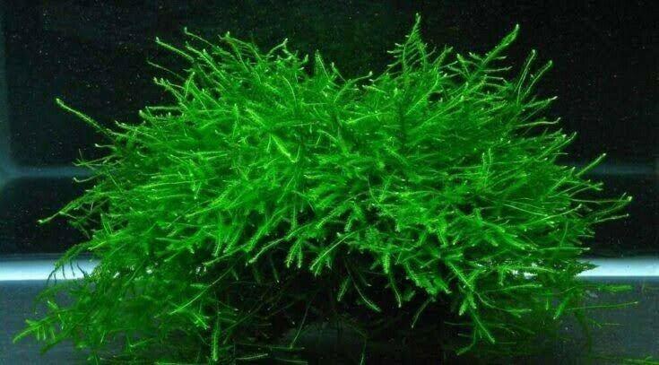 Java Moss An Christmas Moss for Sale South Africa | RSB Aquatics