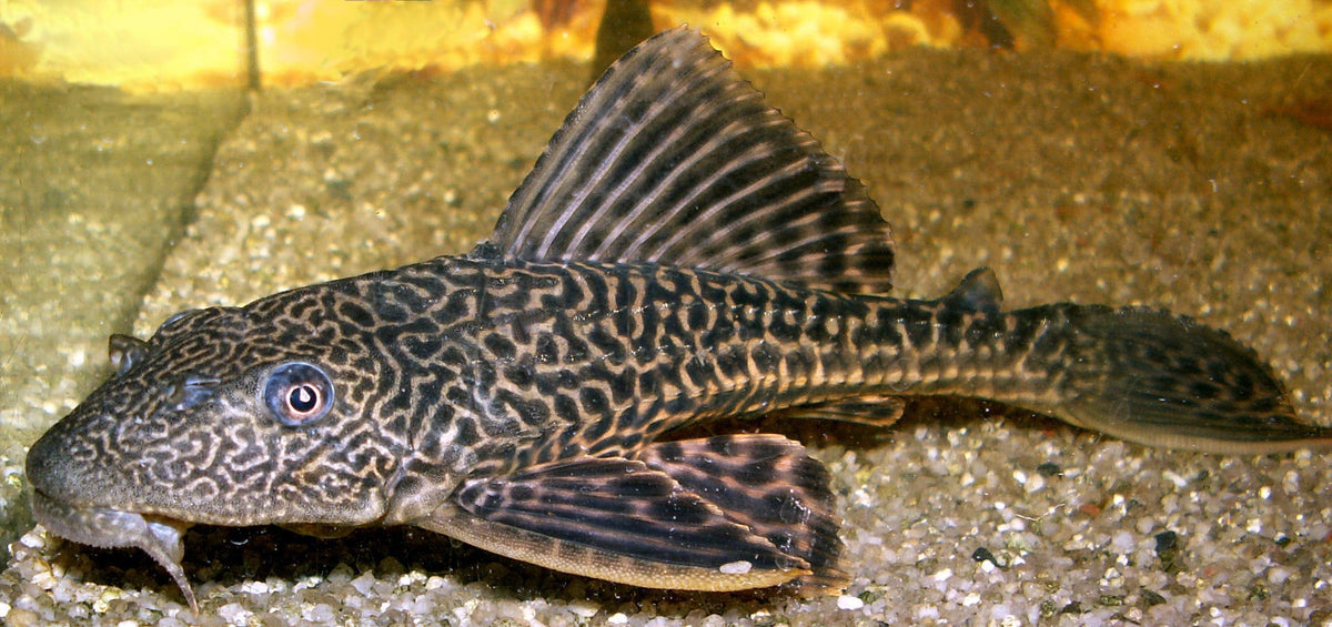 Pleco Black/ Goldens for Sale South Africa | RSB Aquatics