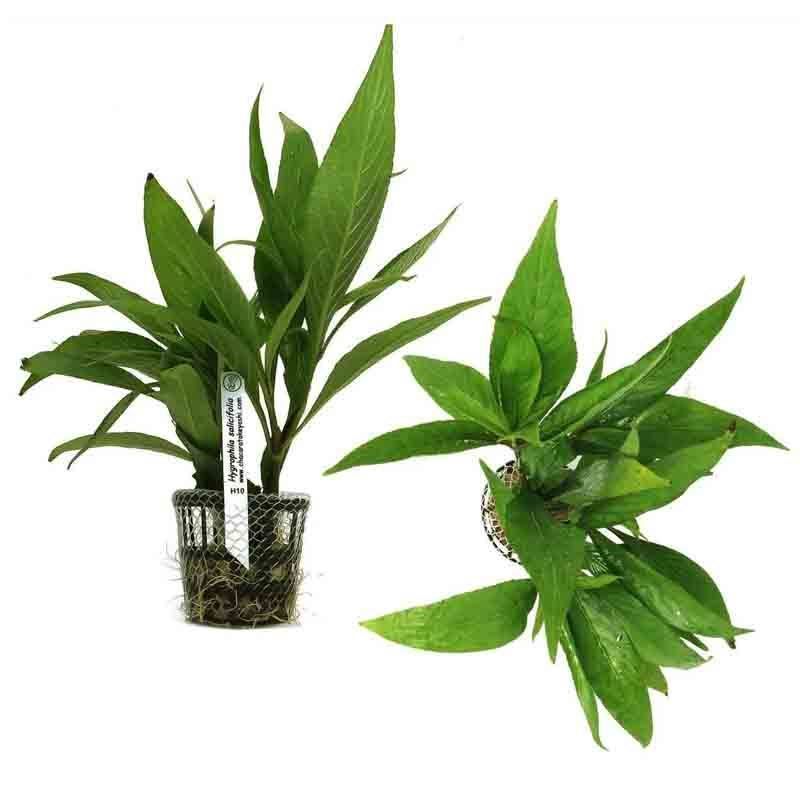 Hygrophila spp / Long leaves