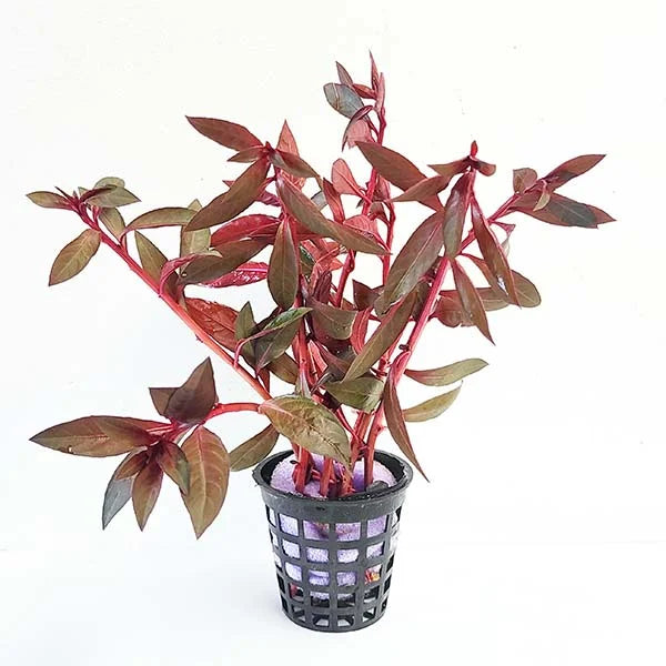 Ludwigia Perennis for Sale South Africa | RSB Aquatics
