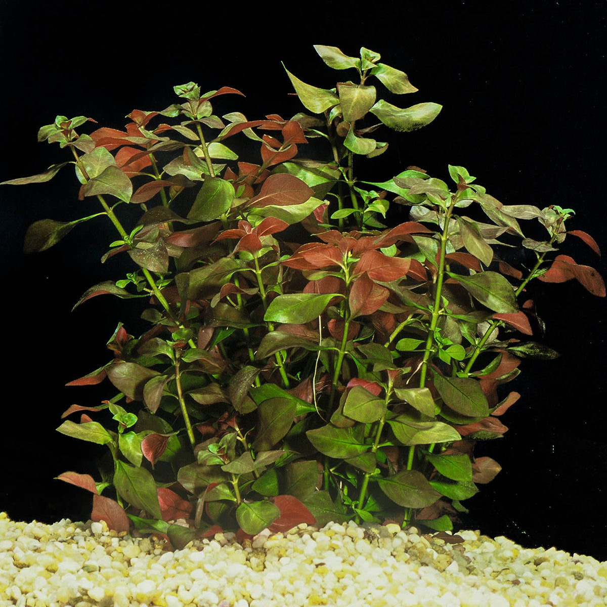 Ludwigia Repens for Sale South Africa | RSB Aquatics
