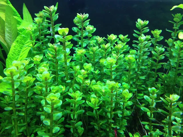 Lysimachia Nummularia for Sale South Africa | RSB Aquatics