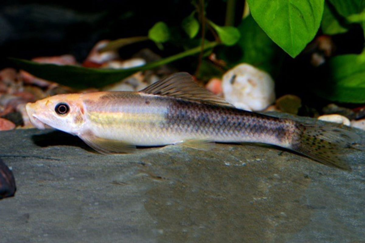 Algae Eater Marble for Sale South Africa | RSB Aquatics